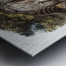 Canada Lynx Lynx Canadensis  Metal print