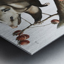 Virginian Opossum Didelphis Virginiana  Metal print