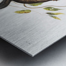 Collies Squirrel Sciurus colliaei  Metal print