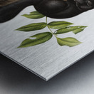 Meadow Mouse Arvicola richardsonii  Metal print