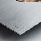 Lecontes Pine Mouse Arvocola pinetorum  Metal print