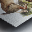 Grey Rabbit Lepus Sylvaticus  Metal print