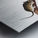 Florida Rat Neotoma Floridana  Metal print