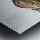 Warm Wood Hare Lepus artemesia  Metal print