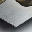 American Beaver Castor fiber Americanus  Metal print