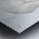 American Beaver Castor fiber Americanus  Metal print