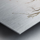 American Marsh Shrew Sorex palustris  Metal print