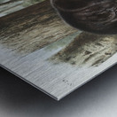 Rocky Mountain Hare Lepus Townsendii  Metal print