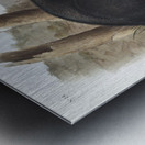 American Black or Silver Fox Vulpes fulvus  Metal print