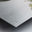 Dusky Sqiurrel Sciurus nigrenscens  Metal print