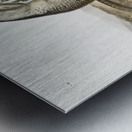 Spermophile Spermophilus Douglassii  Metal print