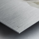 Texan Skunk Mephitis mesoleuca  Metal print