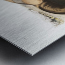 American Cross-Fox Canis vulpes  Metal print