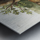 Jaguar Felis onca  Metal print