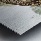 Ocelot or Leopard-Cat Felis pardalis  Metal print