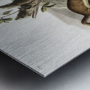 Bridled Weasel Putorius frenata  Metal print