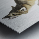 Swift Fox Vulpes velox  Metal print