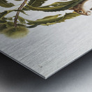 Carolina Grey Squirrel Sciurus Carolinensis  Metal print