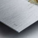 Carolina Shrew Sorex Carolinensis  Metal print