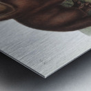 Arctic Fox Vulpes lagopus  Metal print