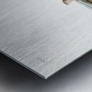 Camas Rat Pseudostoma Borealis  Metal print