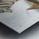 Esquimaux Dog Canis familiaris  Metal print