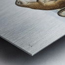 Marmot Squirrel Spermophilus Franklinii  Impression metal