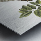 Squirrel Sciurus Douglassii  Metal print