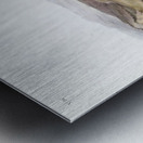 Annulated Marmot Squirrel Spermophilus annulatus  Metal print