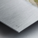 Pouched Jerboa Mouse Dipodomys Phillipsii  Metal print