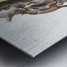 Pouched Jerboa Mouse Dipodomys Phillipsii  Metal print