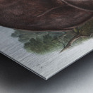 Pouched Jerboa Mouse Dipodomys Phillipsii  Metal print