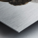 Marsh Hare Lepus palustris  Metal print