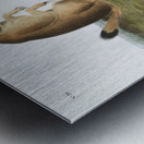 Marsh Hare Lepus palustris  Metal print