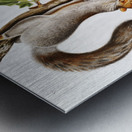 Migratory Squirrel Sciurus migratorius  Metal print