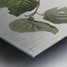 Pine Swamp Warbler Metal print