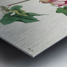 Bay-breasted Warbler Metal print