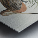 Great Marbled Godwit Metal print