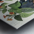 White-crowned Pigeon Metal print