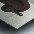 Dusky Albatros Metal print