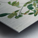 Broad-winged Hawk Metal print