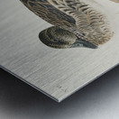 Broad-winged Hawk Metal print