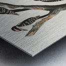 Marias Woodpecker Metal print