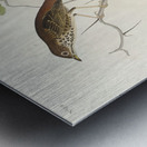 Little Tawny Thrush Ptiliogonys Townsendi and Canada Jay Metal print