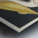 American White Pelican Metal print