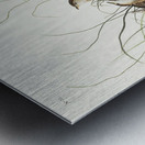 Nuttalls lesser-marsh Wren Metal print