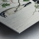 Great cinereous Shrike or Butcher Bird Metal print