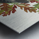 Canada Jay Metal print