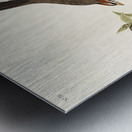 Lark Finch Prairie Finch and Brown Song Sparrow Metal print