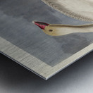 Black or Surf Duck Metal print